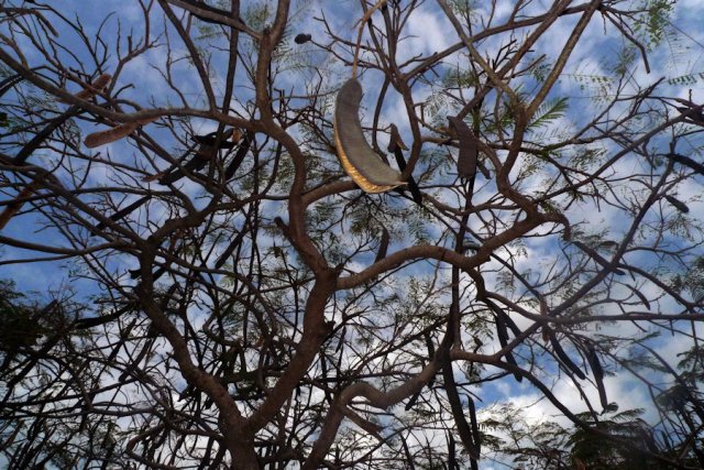 La Luna plage arbre